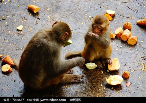 食果之猴